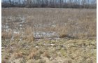 Property photo 1 - East Allen County Land Auction - 40 Acres in 2 Tracts